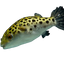 Green Spotted Pufferfish
