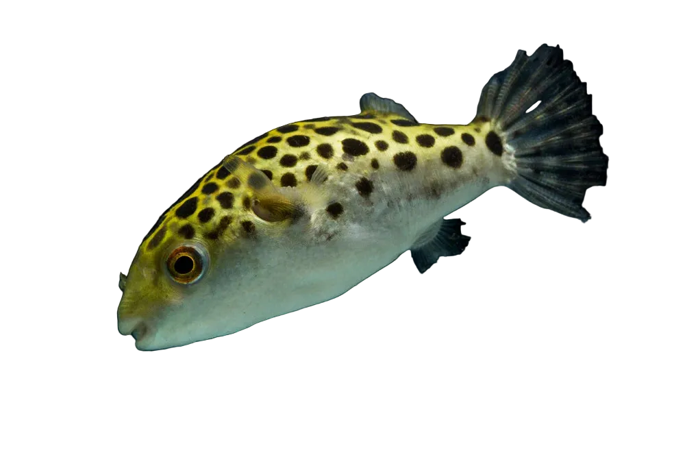 Green Spotted Pufferfish