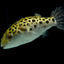 Green Spotted Pufferfish