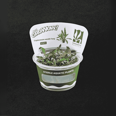 Cryptocoryne wendtii 'long'