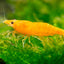 ORANGE SHRIMPS 1.5cm