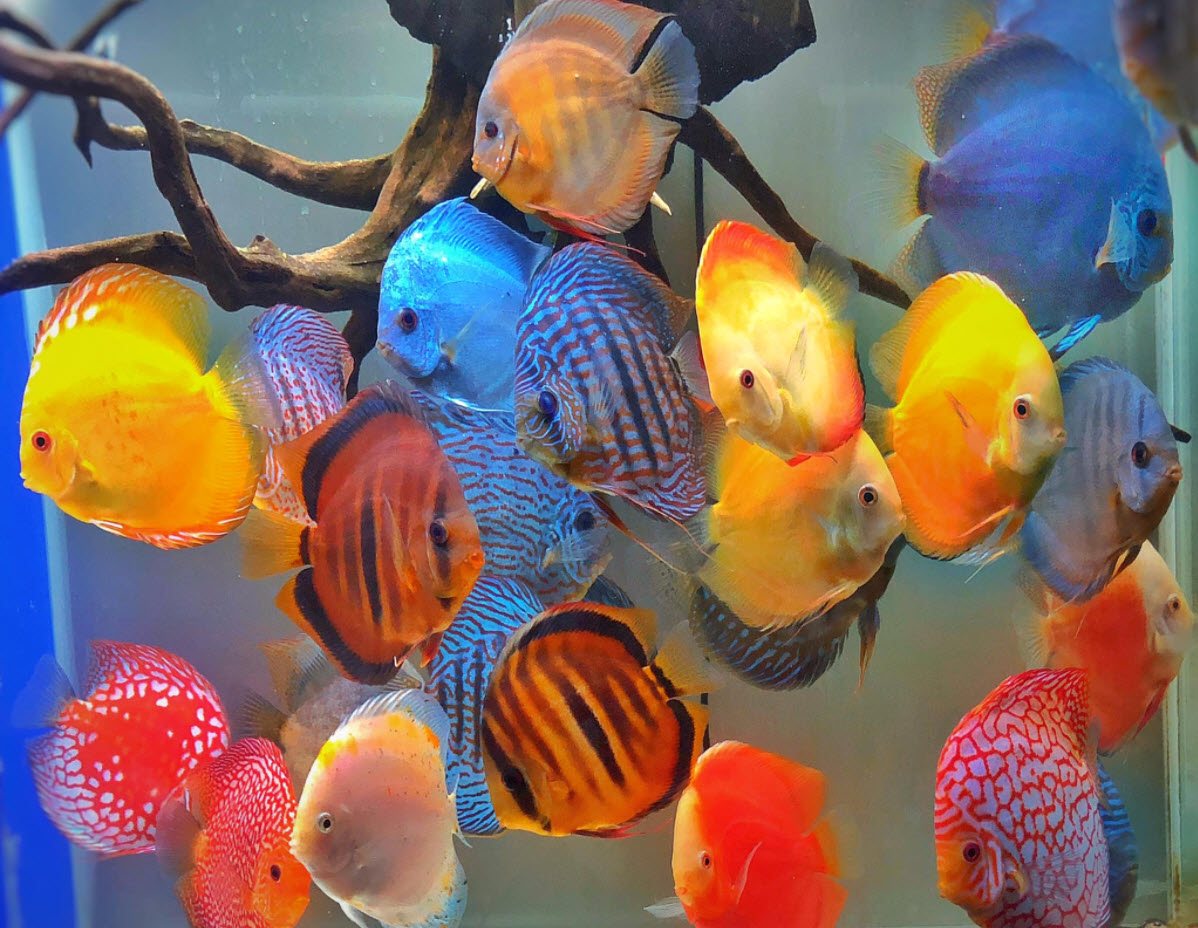 DISCUS MIX 2.5 - 3 CM – Aquatic Vision Aquarium