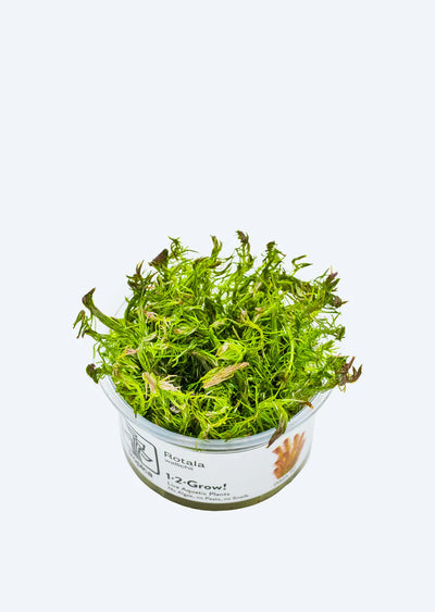 TROPICA Rotala wallichii