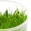ELEOCHARIS MINI GRASS TISSUE CULTURE CUP PLANT