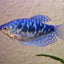 GOURAMI MIX 6cm