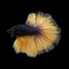 Mustard Gas Betta Fish