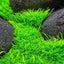 Utricularia Graminifolia Pot Plant