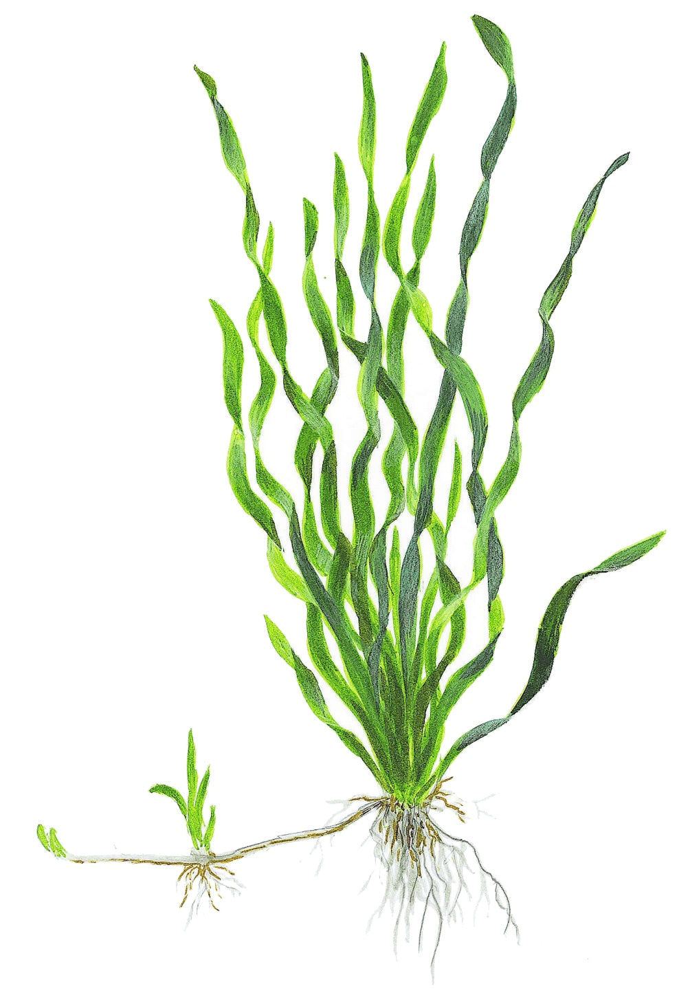 Valisnaria Americana Pot Plant