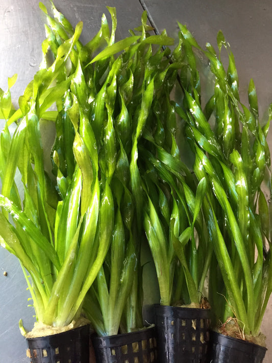 Valisnaria Americana Pot Plant