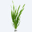 Vallisneria spiralis Pot Plant