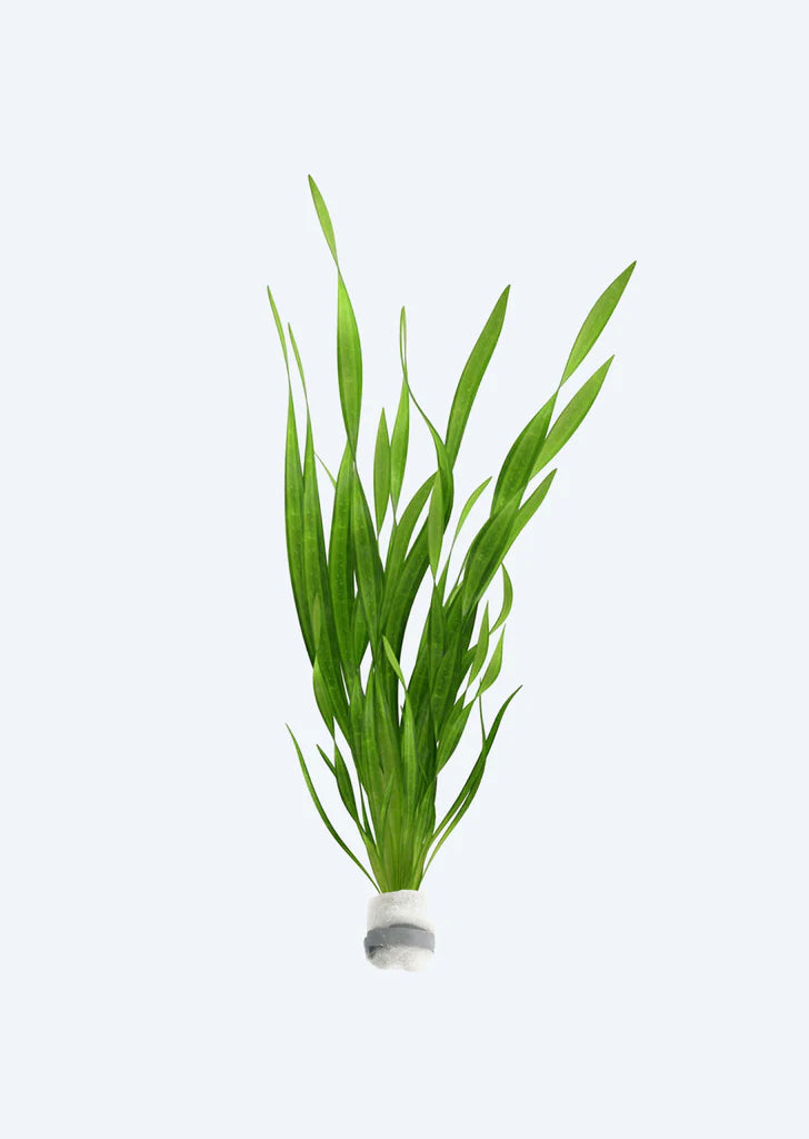 Vallisneria spiralis Pot Plant