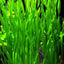 Vallisneria spiralis Pot Plant