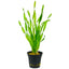 VALLISNERIA ASIATICA POT PLANT