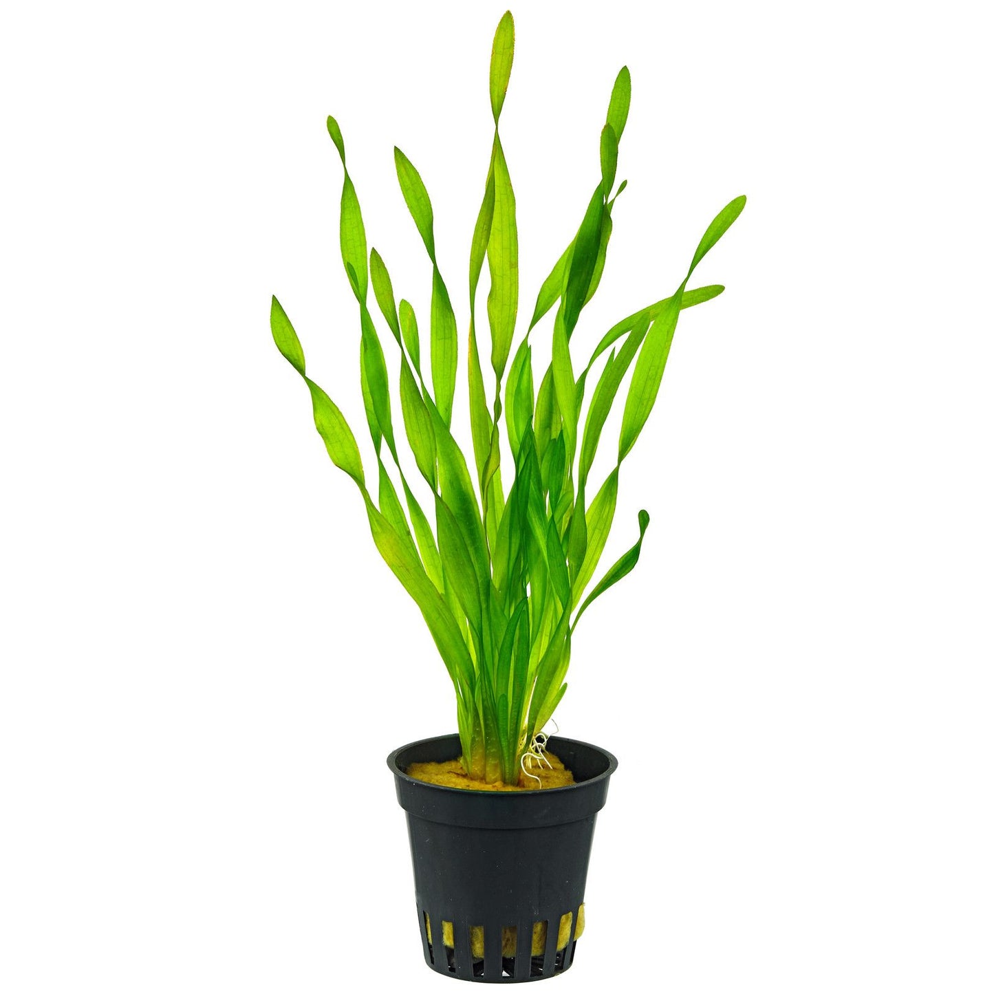 VALLISNERIA ASIATICA POT PLANT