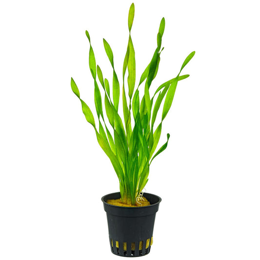 VALLISNERIA ASIATICA POT PLANT