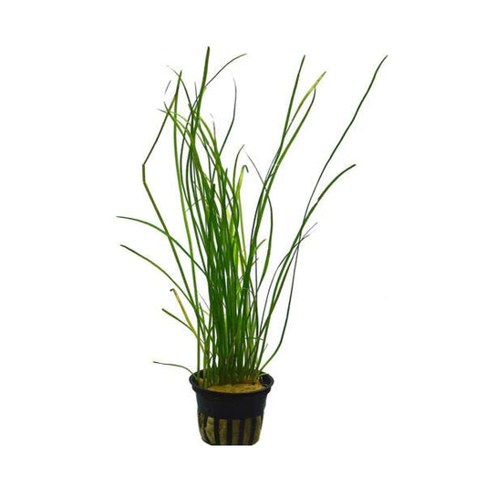 VALLISNERIA NANA POT PLANT