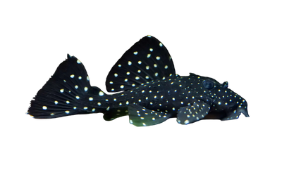 Leporacanthicus cf. galaxias L-07 Pleco