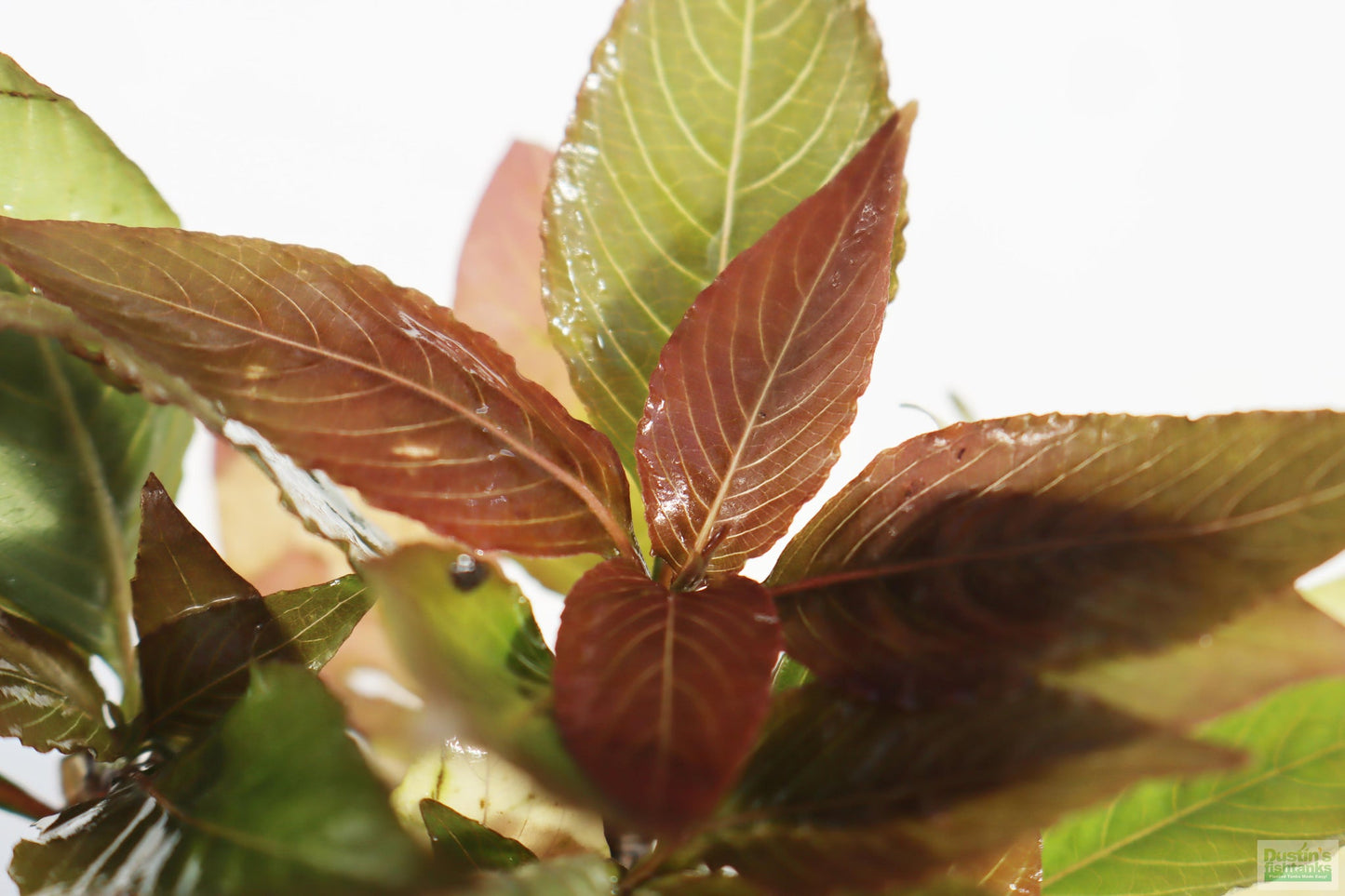 نبات وعاء Hygrophila Corymbosa