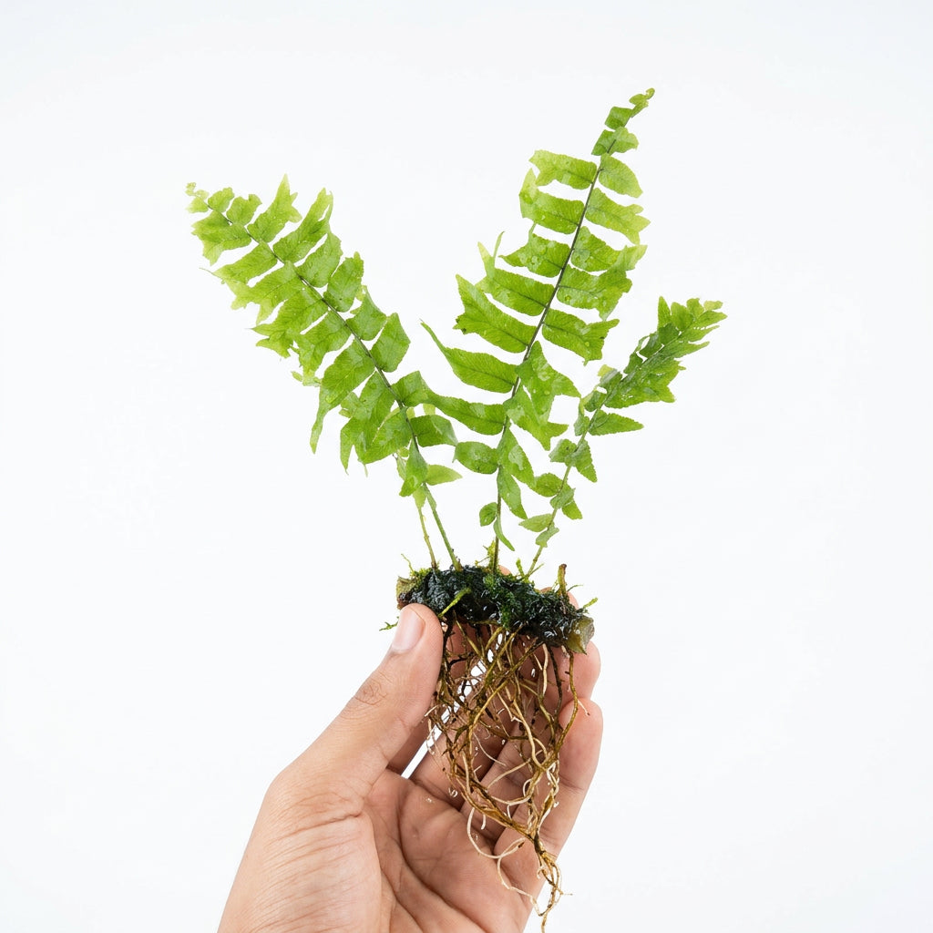 FishTail Fern Plant (Terrarium)