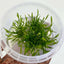 Growow Cryptocoryne Parva