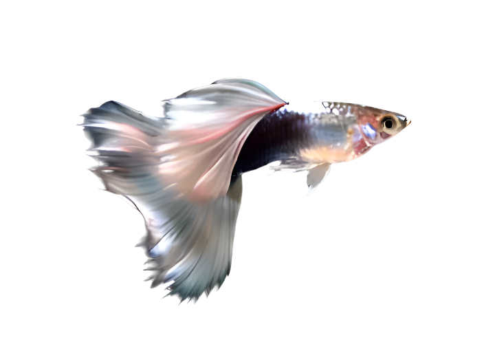 WHITE GERMAN SPECIAL GUPPY PAIR