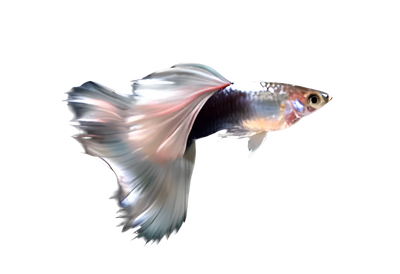 WHITE GERMAN SPECIAL GUPPY PAIR