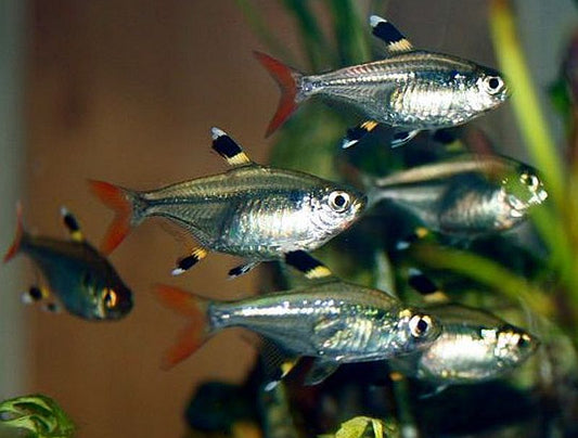 X-RAY PRISTELLA TERA