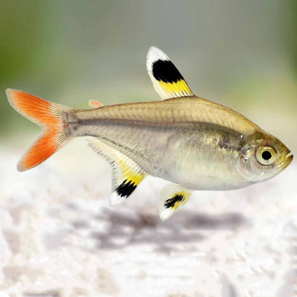 X-RAY PRISTELLA TERA