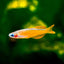 Red Neon Blue Eye Rainbow Fish 2-3cm