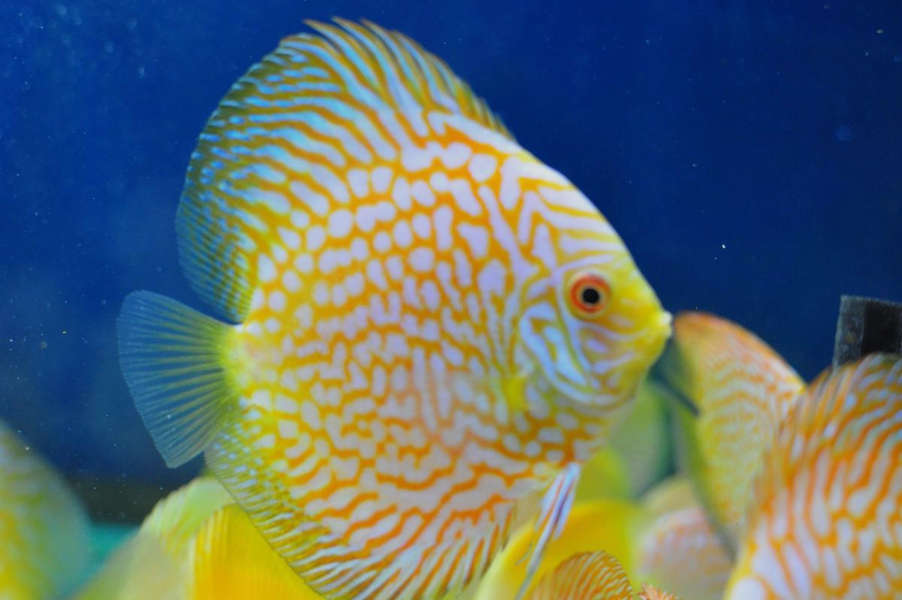Discus Fish Mix 8cm