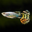Yellow Tiger Guppy Male 4PCS Combo Deal