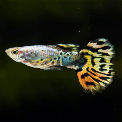 Yellow Tiger Guppy Male 4PCS Combo Deal