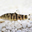 YOYO LOACH