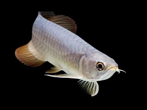 PEARL AROWANA  13-15CM