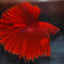 HALFMOON RED BETTA
