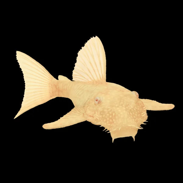 Albino Bristle nose Pleco 2PCS Combo Deal