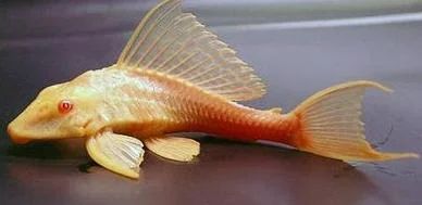 GOLDEN SUCKER FISH