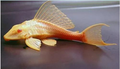 ALBINO SUCKER FISH