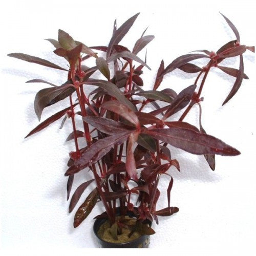 ALTHERNTHERA SESSILIS PURPLE POT PLANT