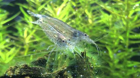 AMANO SHRIMPS 2-3cm