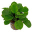 Anubias Pot Plant