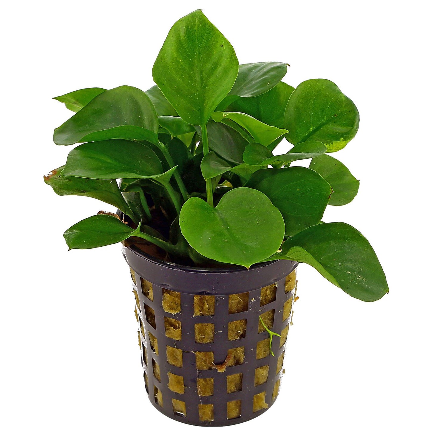Anubias Pot Plant