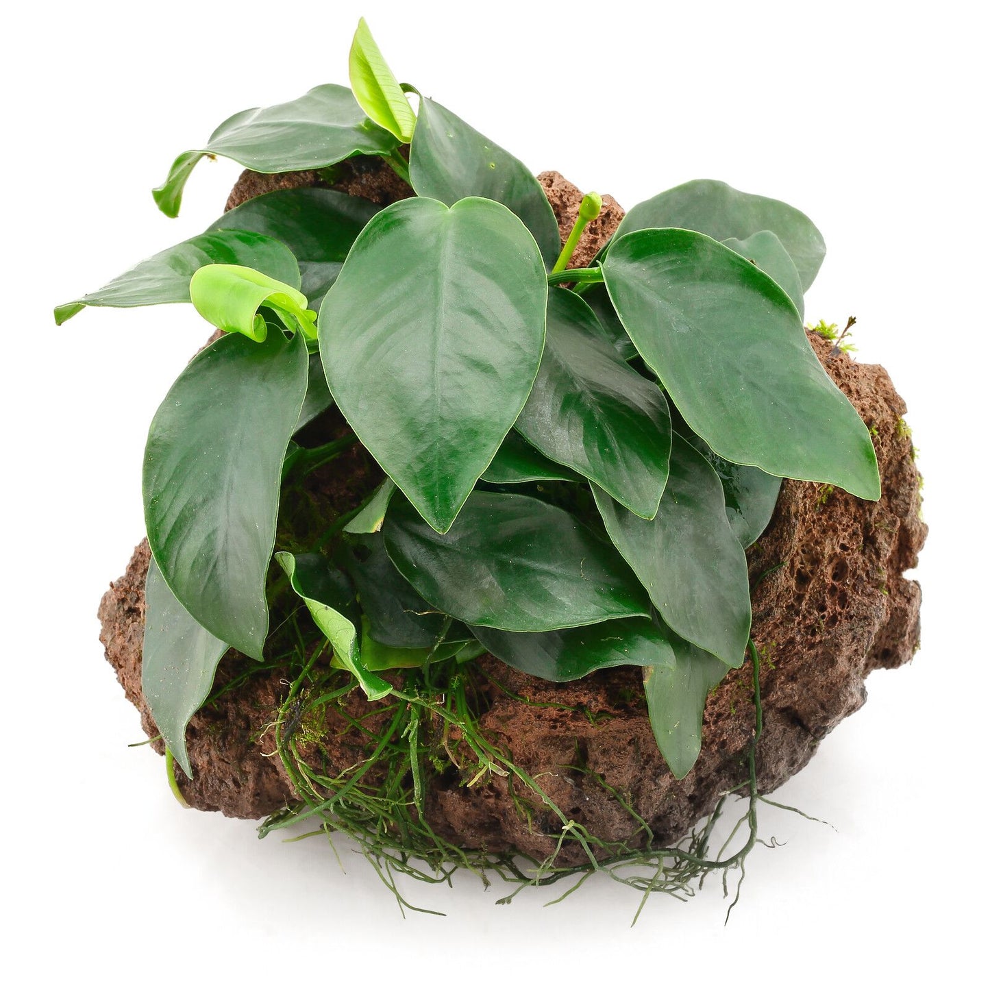 Anubias Pot Plant