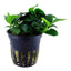 Anubias Pot Plant