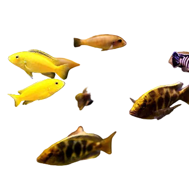 Malawi Cichlid Mix 3.5-5cm