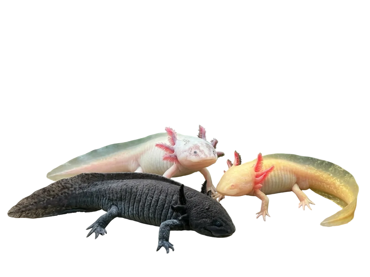 Axolotl 12-15CM