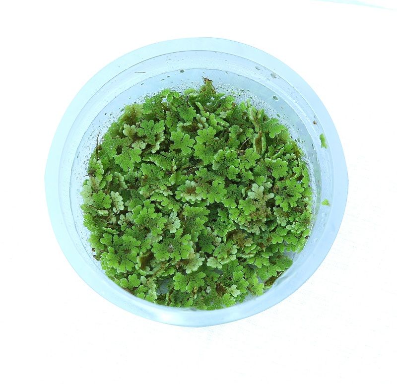 Azolla Tea AZOLLA FLOATING PLANT IN CUP – Aquatic Vision Aquarium