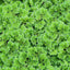 AZOLLA FLOATING PLANT IN CUP