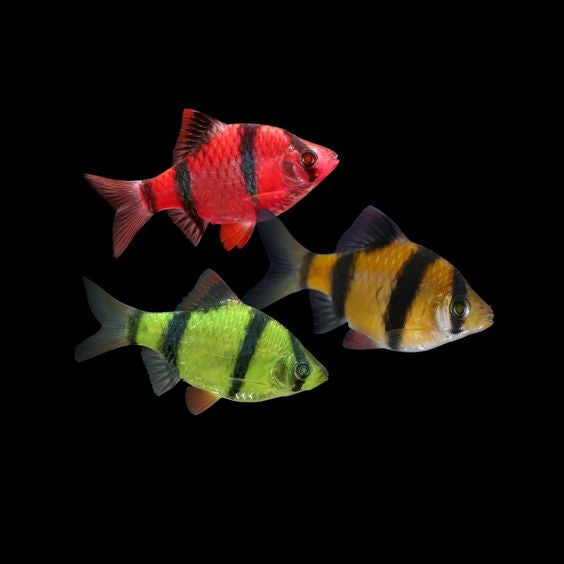 Tiger Barb 3PCS Combo Deal (Mix Color)