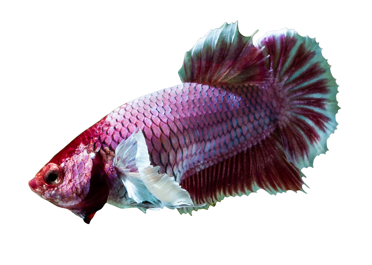 DUMBO EAR BETTA FEMALE